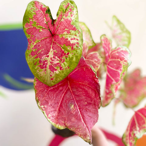 Caladium bicolor 'Raspberry Moon' - Sprouts of Bristol