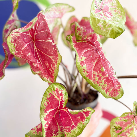 Caladium bicolor 'Raspberry Moon' - Sprouts of Bristol