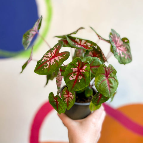 Caladium 'Butterfly' - Sprouts of Bristol