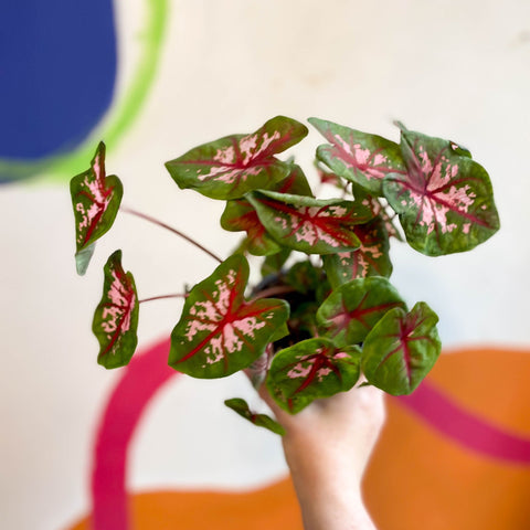 Caladium 'Butterfly' - Sprouts of Bristol