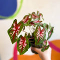 Caladium 'Butterfly' - Sprouts of Bristol