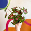 Caladium 'Butterfly' - Sprouts of Bristol