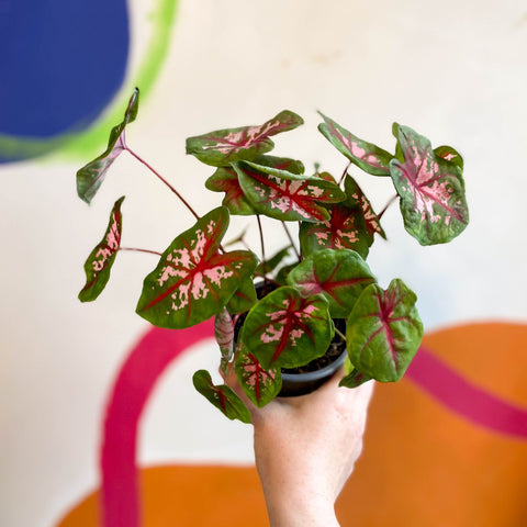 Caladium 'Butterfly' - Sprouts of Bristol