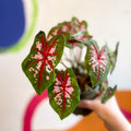Caladium 'Butterfly' - Sprouts of Bristol