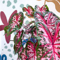 Caladium 'Carolyn Whorton' - Sprouts of Bristol