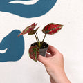 Caladium 'Fire Phoenix' - Sprouts of Bristol