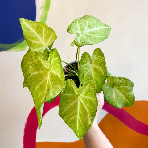 Caladium 'Lizard' - Sprouts of Bristol
