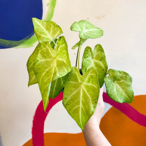 Caladium 'Lizard' - Sprouts of Bristol