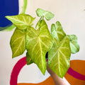 Caladium 'Lizard' - Sprouts of Bristol