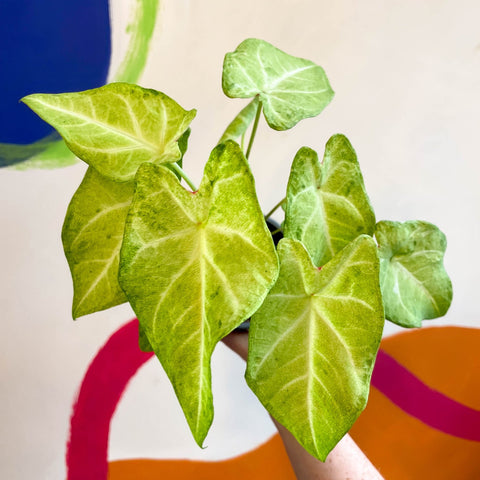 Caladium 'Lizard' - Sprouts of Bristol