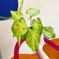 Caladium 'Lizard' - Sprouts of Bristol