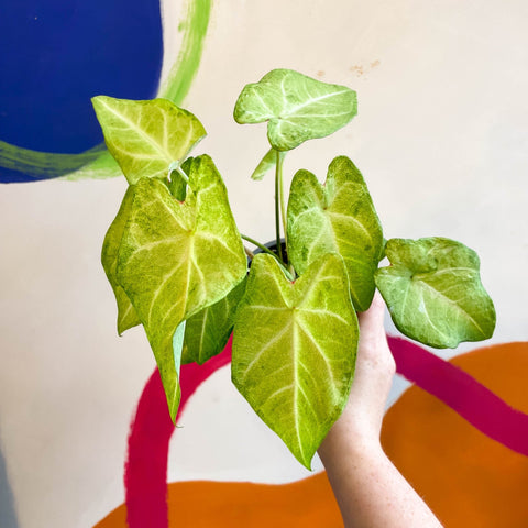Caladium 'Lizard' - Sprouts of Bristol