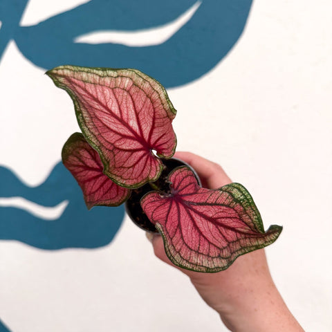 Caladium 'Lucia' - Sprouts of Bristol