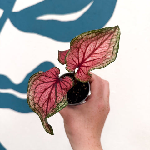Caladium 'Lucia' - Sprouts of Bristol