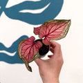 Caladium 'Lucia' - Sprouts of Bristol