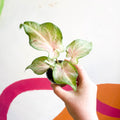 Caladium maculatum - Sprouts of Bristol