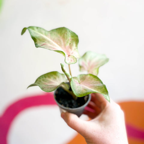 Caladium maculatum - Sprouts of Bristol