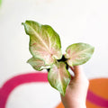 Caladium maculatum - Sprouts of Bristol