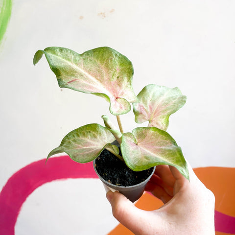 Caladium maculatum - Sprouts of Bristol