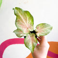 Caladium maculatum - Sprouts of Bristol