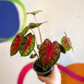 Caladium 'Pink Queen' - Sprouts of Bristol