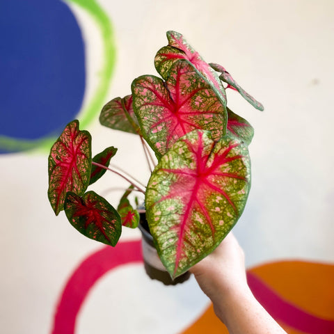 Caladium 'Pink Queen' - Sprouts of Bristol