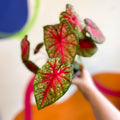 Caladium 'Pink Queen' - Sprouts of Bristol
