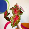 Caladium 'Pink Queen' - Sprouts of Bristol