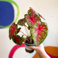 Caladium 'Pink Queen' - Sprouts of Bristol