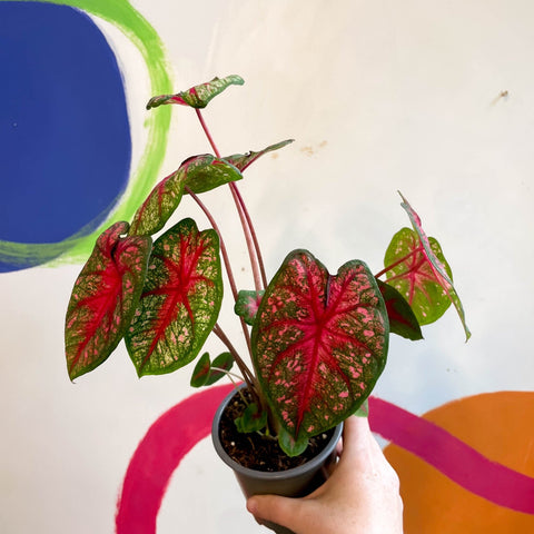 Caladium 'Pink Queen' - Sprouts of Bristol