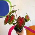 Caladium 'Pink Queen' - Sprouts of Bristol