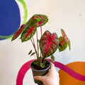 Caladium 'Pink Queen' - Sprouts of Bristol