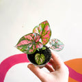 Caladium 'Purple Light' - Sprouts of Bristol