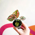 Caladium 'Purple Light' - Sprouts of Bristol