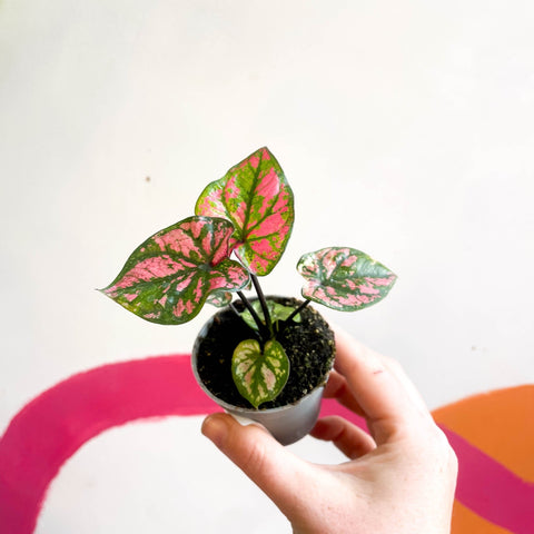 Caladium 'Purple Light' - Sprouts of Bristol