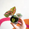Caladium 'Purple Light' - Sprouts of Bristol
