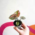 Caladium 'Purple Light' - Sprouts of Bristol