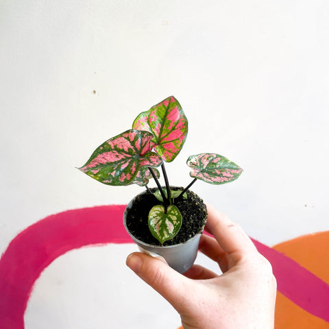 Caladium 'Purple Light' - Sprouts of Bristol
