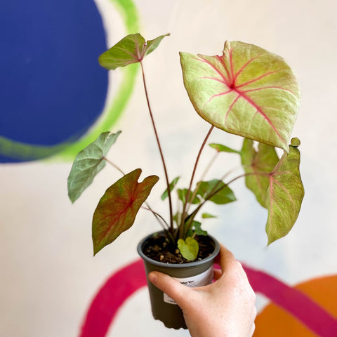 Caladium 'River' - Sprouts of Bristol