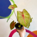 Caladium 'River' - Sprouts of Bristol