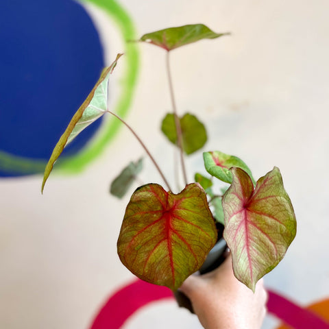 Caladium 'River' - Sprouts of Bristol