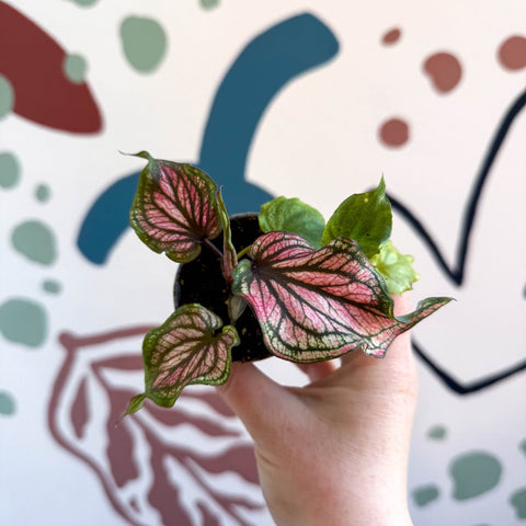Caladium 'Saga' - Sprouts of Bristol