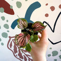 Caladium 'Saga' - Sprouts of Bristol