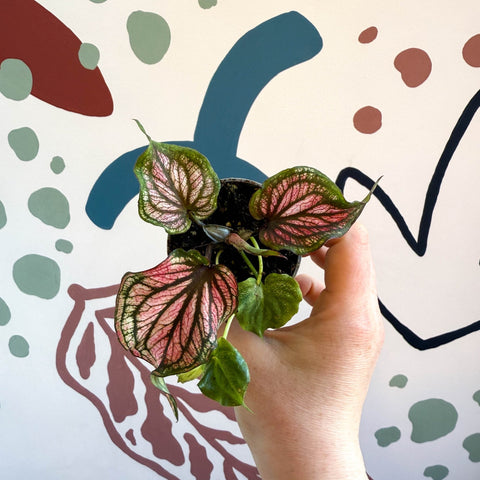 Caladium 'Saga' - Sprouts of Bristol