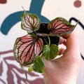 Caladium 'Saga' - Sprouts of Bristol