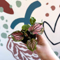 Caladium 'Saga' - Sprouts of Bristol