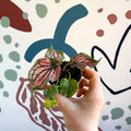 Caladium 'Saga' - Sprouts of Bristol