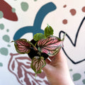 Caladium 'Saga' - Sprouts of Bristol