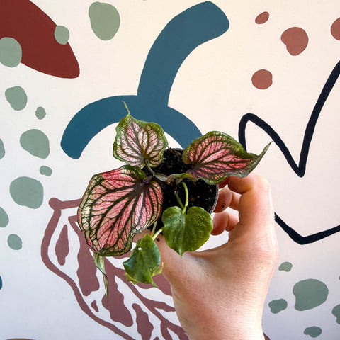 Caladium 'Saga' - Sprouts of Bristol