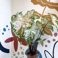 Caladium 'Snow Flurry' - Sprouts of Bristol